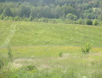 Sprzedam działkę/grunt 10120 m2 - RAMSOWO